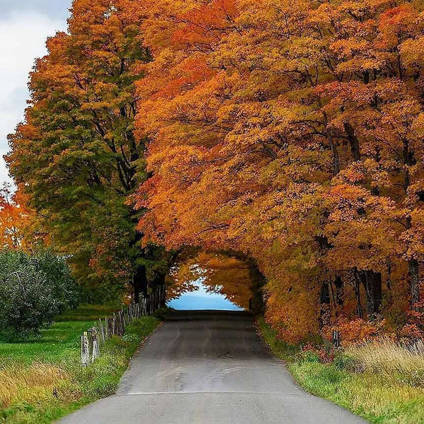 Amazing Natural Pictures and Videos