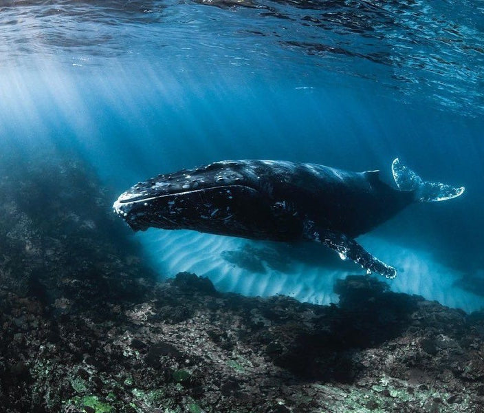 Underwater Pictures and Videos Life That Will Amaze You